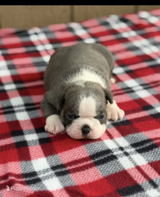 Blue-AKC – Boston Terrier puppy for sale in Konawa, OK