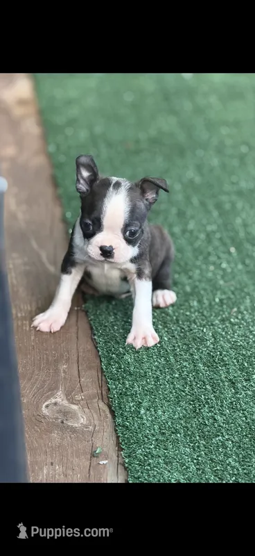 Winston-AKC – Boston Terrier puppy for sale in Konawa, OK