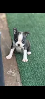 Winston-AKC, a male Boston Terrier for sale in Konawa, OK – 1 of 10
