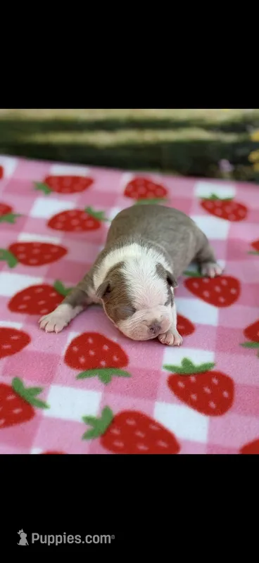 Gracie-AKC – Boston Terrier puppy for sale in Konawa, OK