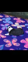 Maggie-AKC, a female Boston Terrier for sale in Konawa, OK – 5 of 5