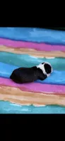 Maggie-AKC, a female Boston Terrier for sale in Konawa, OK – 2 of 5