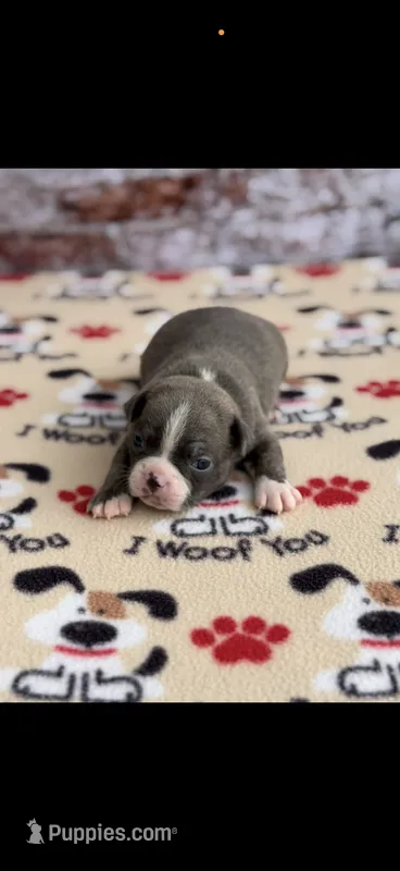Lane-AKC – Boston Terrier puppy for sale in Konawa, OK