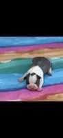 Bella-AKC, a female Boston Terrier for sale in Konawa, OK – 3 of 5