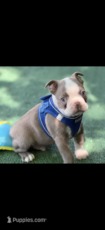 Luke-AKC – Boston Terrier puppy for sale in Konawa, OK