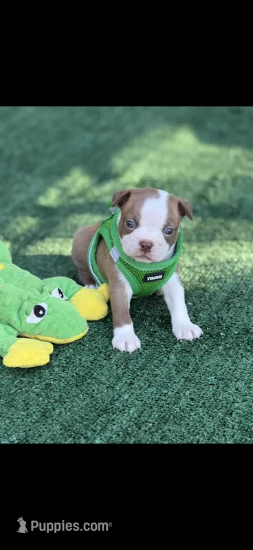 Tucker-AKC – Boston Terrier puppy on hold in Konawa, OK