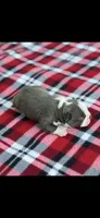 Blue-AKC, a male Boston Terrier for sale in Konawa, OK – 7 of 7