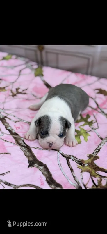 Stella-AKC – Boston Terrier puppy for sale in Konawa, OK