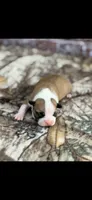 Bandit-AKC, a male Boston Terrier for sale in Konawa, OK – 4 of 6