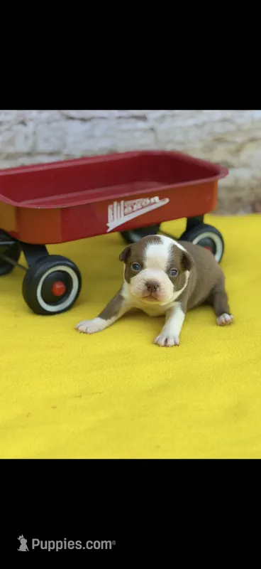 Tucker-AKC – Boston Terrier puppy for sale in Konawa, OK