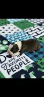 Jace-AKC, a male Boston Terrier for sale in Konawa, OK – 8 of 8