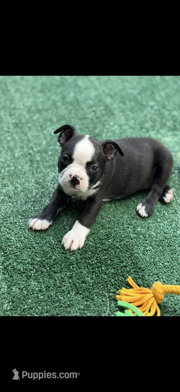 Wyatt-AKC – Boston Terrier puppy for sale in Konawa, OK