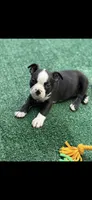 Wyatt-AKC, a male Boston Terrier for sale in Konawa, OK – 1 of 10