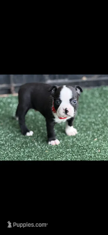 Wyatt-AKC – Boston Terrier puppy for sale in Konawa, OK