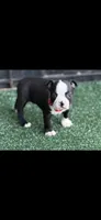 Wyatt-AKC, a male Boston Terrier for sale in Konawa, OK – 8 of 10