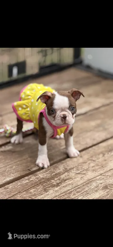 Gabby-AKC – Boston Terrier puppy for sale in Konawa, OK