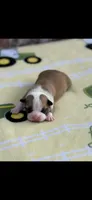 Bandit-AKC, a male Boston Terrier for sale in Konawa, OK – 3 of 6