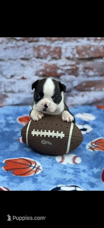 Tyson-AKC – Boston Terrier puppy for sale in Konawa, OK