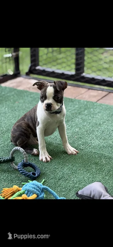 Wade-AKC – Boston Terrier puppy for sale in Konawa, OK
