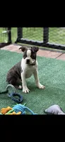 Wade-AKC, a male Boston Terrier for sale in Konawa, OK – 1 of 8
