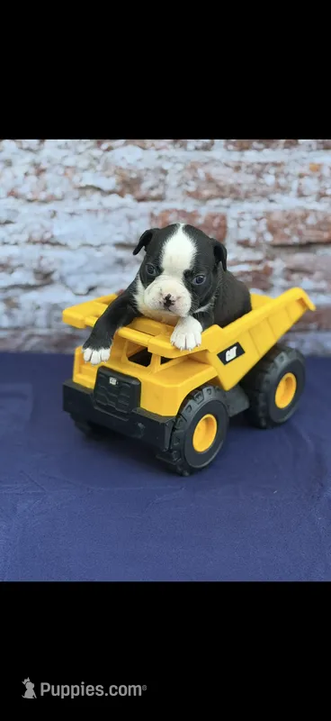 Wyatt-AKC – Boston Terrier puppy for sale in Konawa, OK