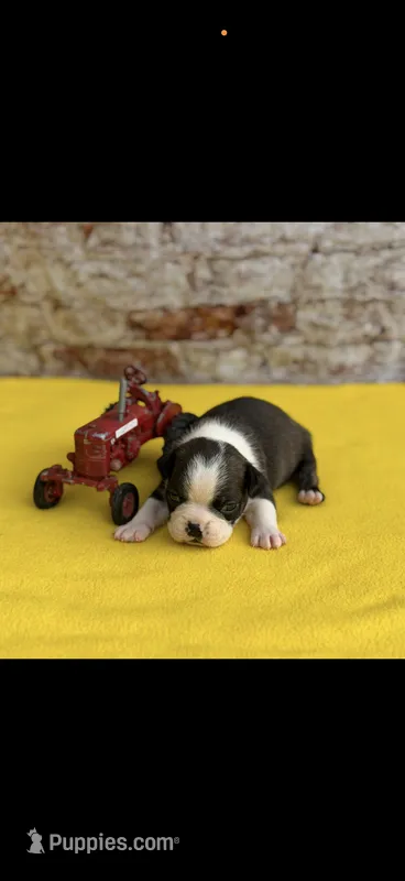 Jase-AKC, a male Boston Terrier for sale in Konawa, OK – 1 of 10