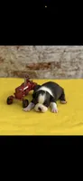 Jase-AKC, a male Boston Terrier for sale in Konawa, OK – 1 of 10