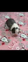 Bella-AKC, a female Boston Terrier for sale in Konawa, OK – 5 of 5
