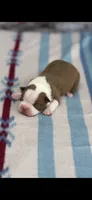 Tucker-AKC, a male Boston Terrier for sale in Konawa, OK – 4 of 6