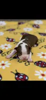 Reba-AKC, a female Boston Terrier for sale in Konawa, OK – 3 of 9