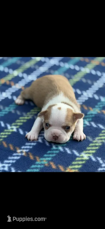 Oliver-AKC – Boston Terrier puppy for sale in Konawa, OK