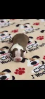 Tucker-AKC, a male Boston Terrier for sale in Konawa, OK – 3 of 6