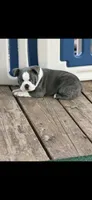 Blue-AKC, a male Boston Terrier for sale in Konawa, OK – 6 of 10