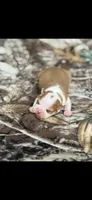 Oliver-AKC, a male Boston Terrier for sale in Konawa, OK – 3 of 6