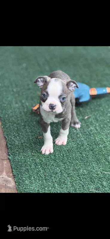 Jesse-AKC – Boston Terrier puppy for sale in Konawa, OK