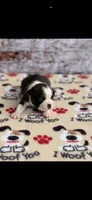 Jase-AKC, a male Boston Terrier for sale in Konawa, OK – 5 of 10