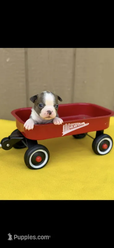 Dawson-AKC – Boston Terrier puppy for sale in Konawa, OK