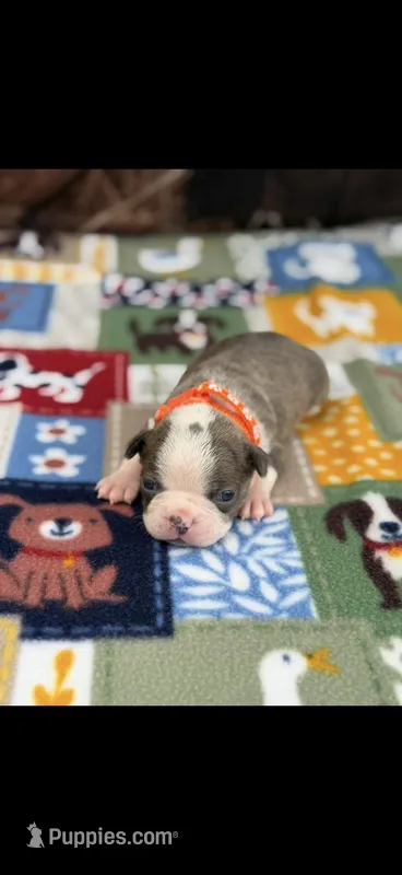 Dawson-AKC – Boston Terrier puppy for sale in Konawa, OK