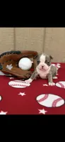 Nash-AKC, a male Boston Terrier for sale in Konawa, OK – 9 of 10