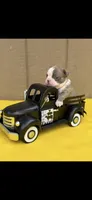 Nash-AKC, a male Boston Terrier for sale in Konawa, OK – 10 of 10