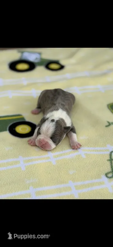 Dawson-AKC – Boston Terrier puppy for sale in Konawa, OK