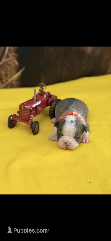 Dawson-AKC – Boston Terrier puppy for sale in Konawa, OK