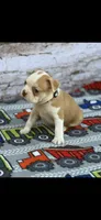 Oliver-AKC, a male Boston Terrier for sale in Konawa, OK – 9 of 10