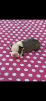 Chrissy-AKC, a female Boston Terrier for sale in Konawa, OK – Photo 5 of 6