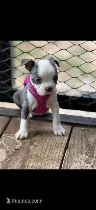 Chrissy-AKC – Boston Terrier puppy for sale in Konawa, OK