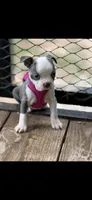 Chrissy-AKC, a female Boston Terrier for sale in Konawa, OK – 8 of 10