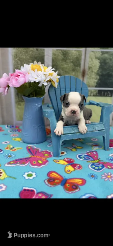Chrissy-AKC – Boston Terrier puppy for sale in Konawa, OK