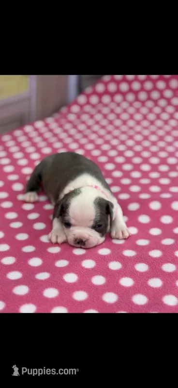 Chrissy-AKC – Boston Terrier puppy for sale in Konawa, OK