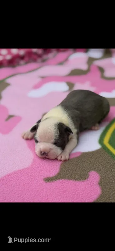 Chrissy-AKC – Boston Terrier puppy for sale in Konawa, OK