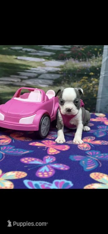 Chrissy-AKC – Boston Terrier puppy for sale in Konawa, OK